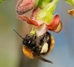 Abeilles et pollinisation